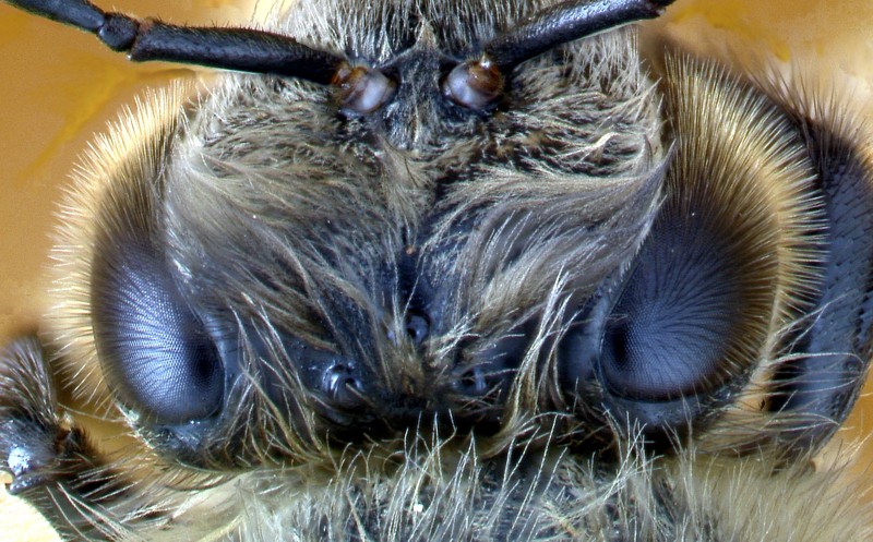 Punktaugen auf dem Kopf einer Honigbiene